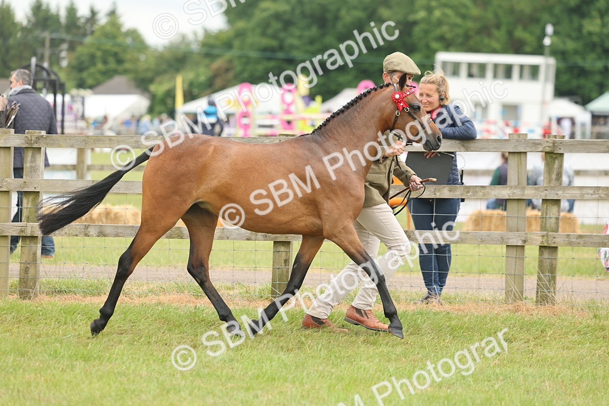 SBM_05549 - Class 68-73 - Riding Pony Breeding