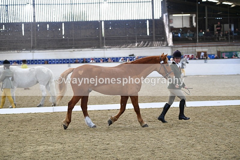 WJ5_4413 - Class 6 In hand M&M - Large Breeds