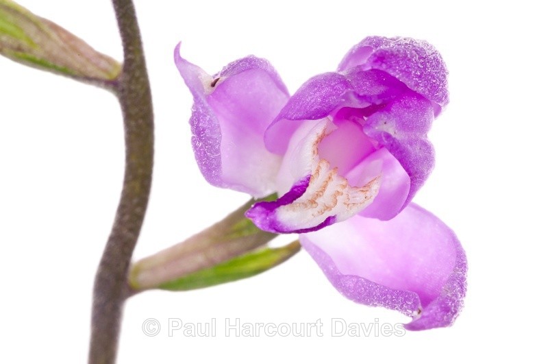  - WB: Orchids - Various