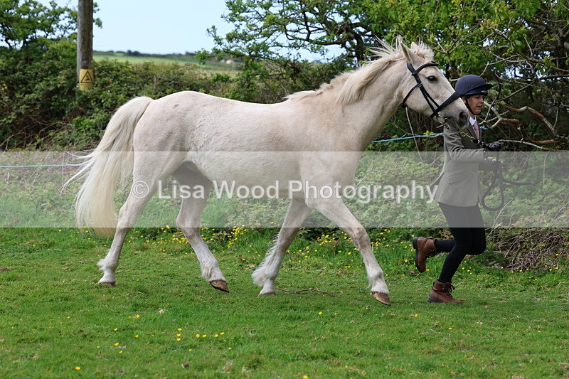3E7A0503 - Class 20: Sports Horse