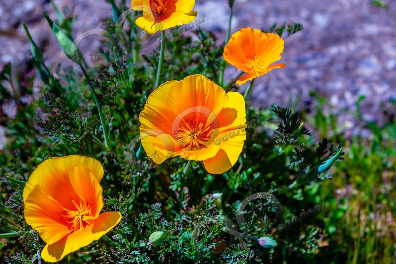 Californian poppy Eschscholzia californica-5522 - Plants and trees