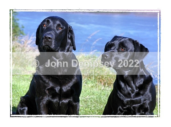 Paddy&Ginny F - Walking the Dog