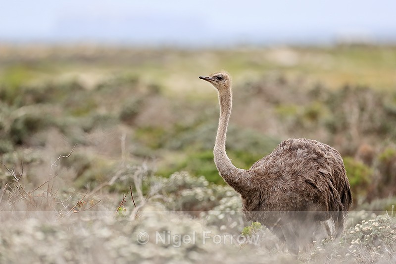 Ostrich (female), near Cape of Good Hope, South Africa - Ostrich
