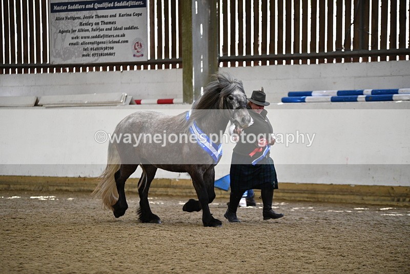 WJ5_5877 - Morning in hand Championship