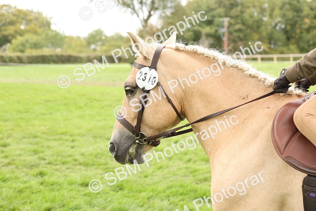 SBM_63036 - S64 - Foreign Breeds Ridden