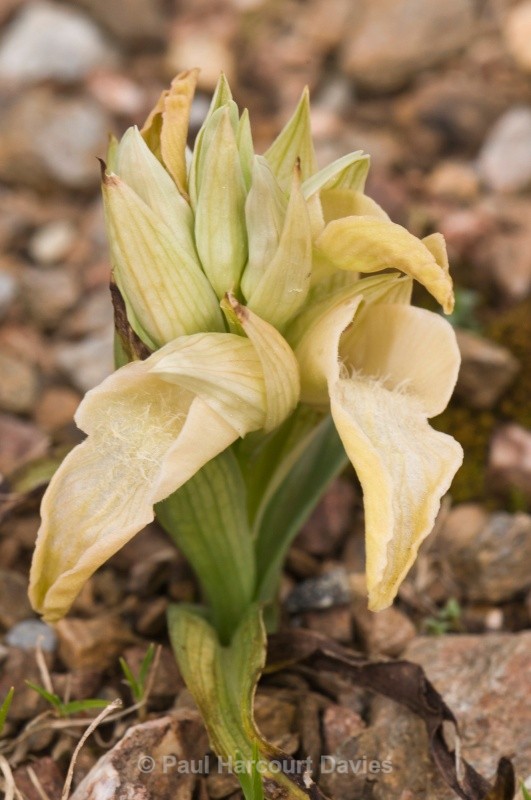 Scarce Serapias (Serapias neglecta) - Orchids - Serapias