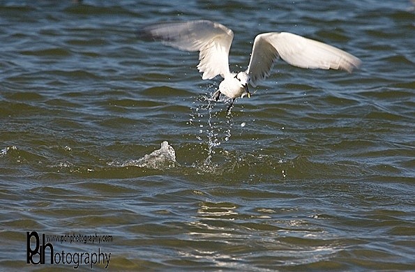 Tern-w-Fish-1-0662 - Natural World Birds