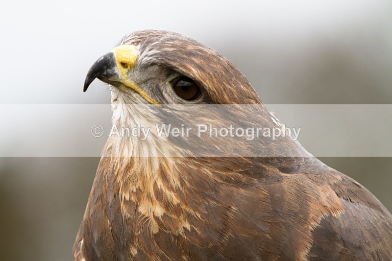 20110312-IMG_2051 - Common Buzzard