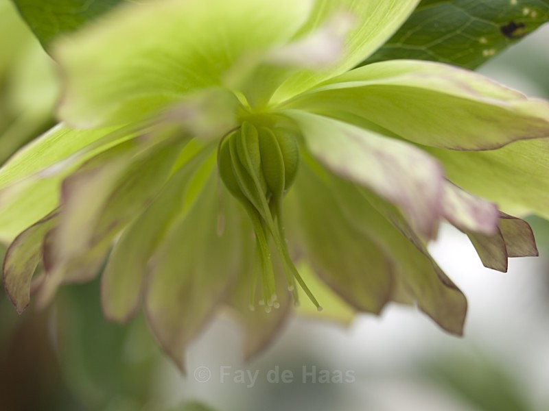  - Spring's Delights