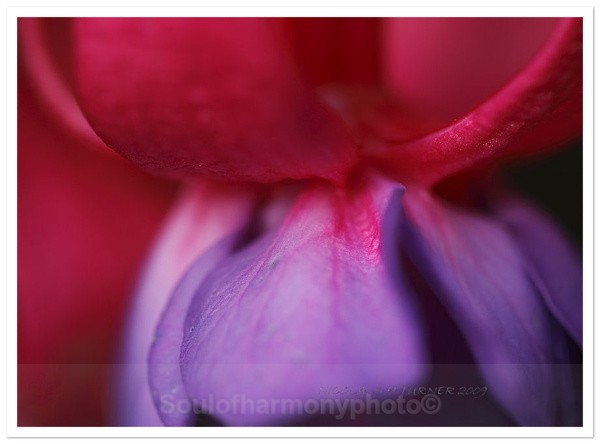 Fantasy - Floria Macro