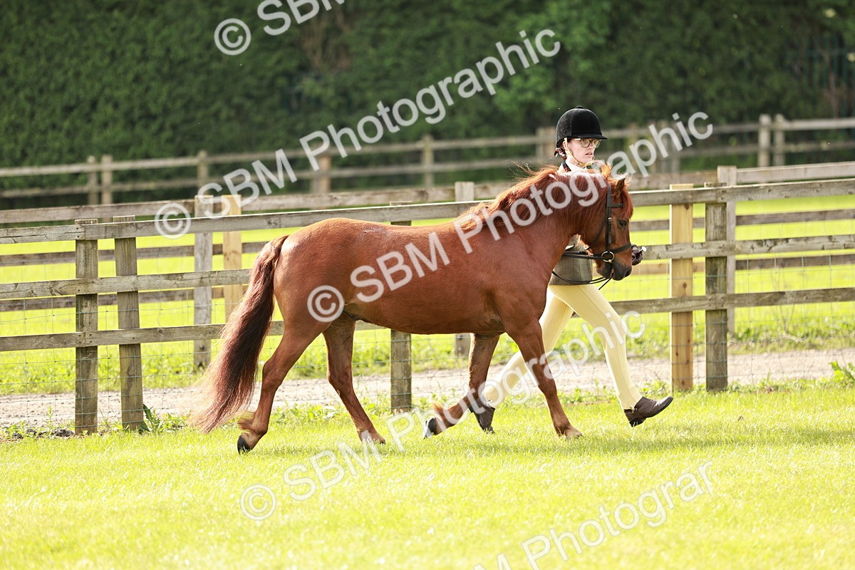 SBM_00438 - Class 14-23 - Mountain & Moorland In Hand Non Welsh