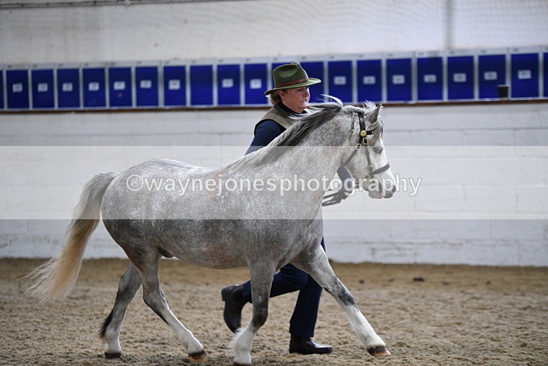 WJ5_5219 - Class 4 In hand M&M - small breeds
