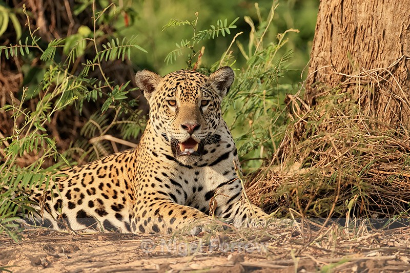 Female Jaguar resting, paws outstretched, Rio Sao Lourenco, Brazil - Jaguar