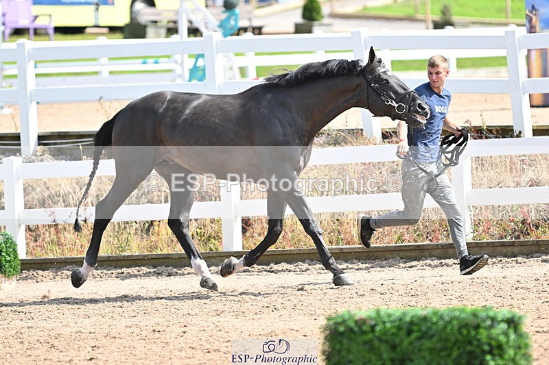 240717A-154403-03016 - Trot Up 3pm to 4pm