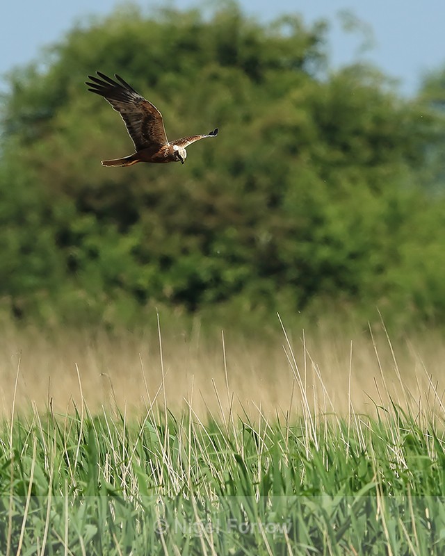 Marsh Harrier over reeds, Otmoor RSPB - Marsh Harrier