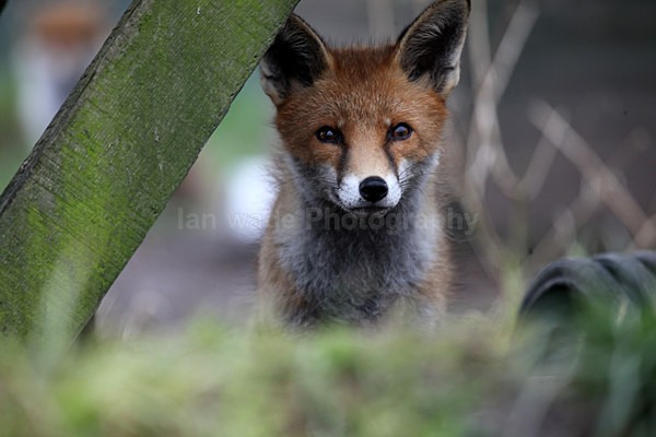 Young fox ,vulpes vulpes in garden, Bristol - Wildlife, Mammal Photography, Great Britain