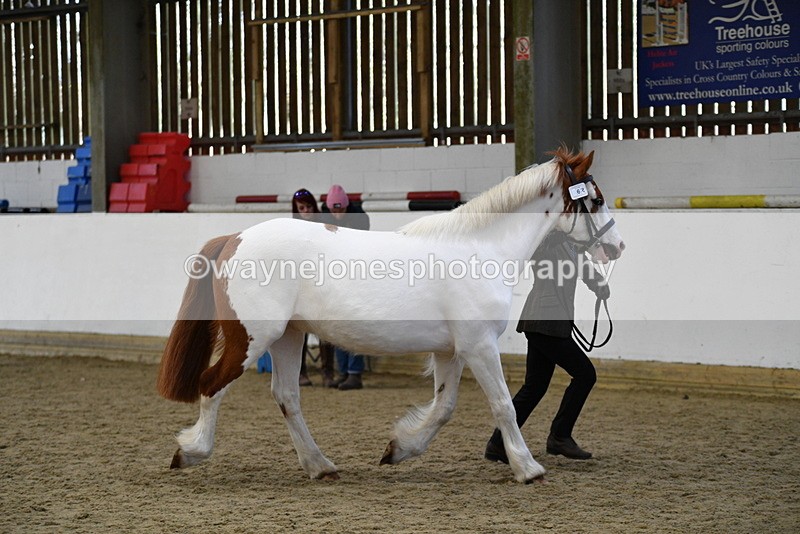 WJ5_5071 - Class 7 In hand coloured / odd coloured