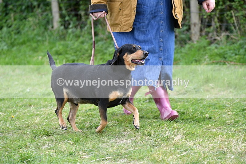 WJ5_0045 - Class 5 Best Veteran / 7 years & over