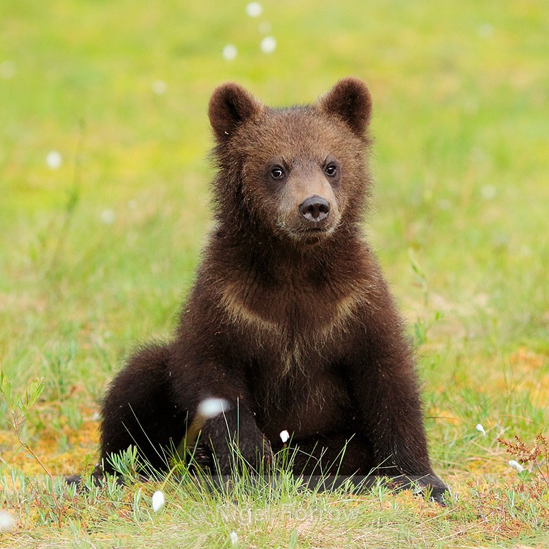 Brown Bear cub at Martinselkonen - Brown Bear