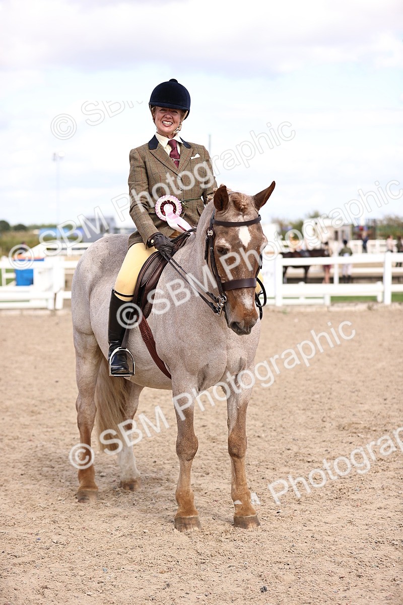 SBM_14417 - Class 412 - Handsomest Gelding (IH or Ridden)Adult