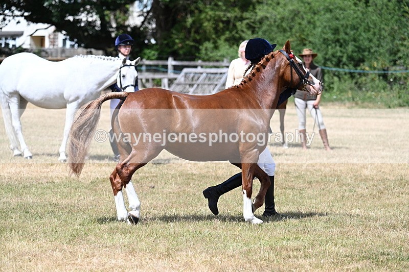 WJ7_1567 - Class 4 Prettiest Mare up to 14.2hh in hand