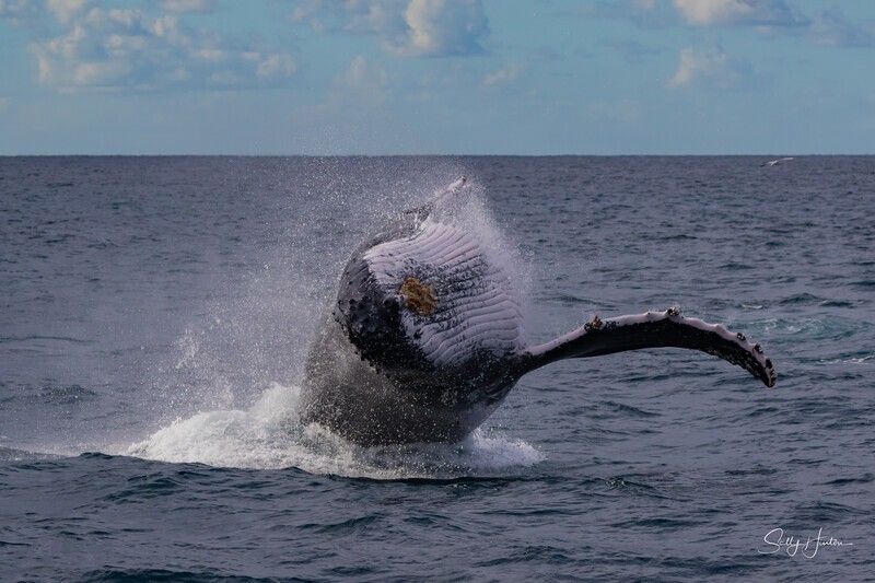 Nose-First Breach 2. 0A3A1182 - 2025 Whales