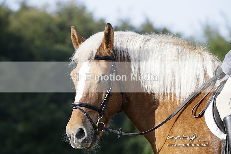 BVRC 120921 78 - Bourne Valley Riding Club UA Dressage & Show Jumping 12/09/21