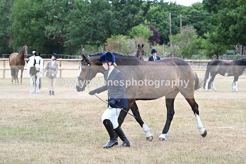 WJ7_0093 - Class 5a Most Handsome Gelding (above 14.2hh)