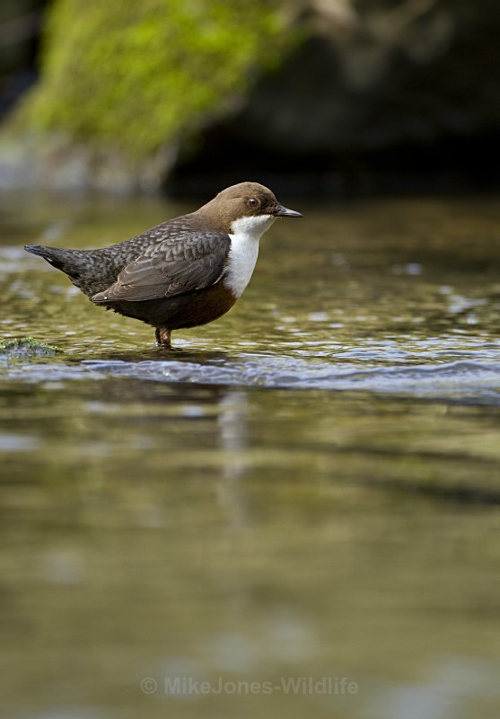 DIPPERS - DIPPERS
