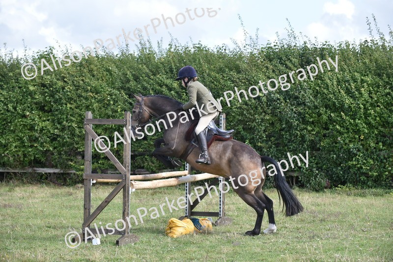 20250831-4096 - Class 13 - Working Hunter Horse or Pony