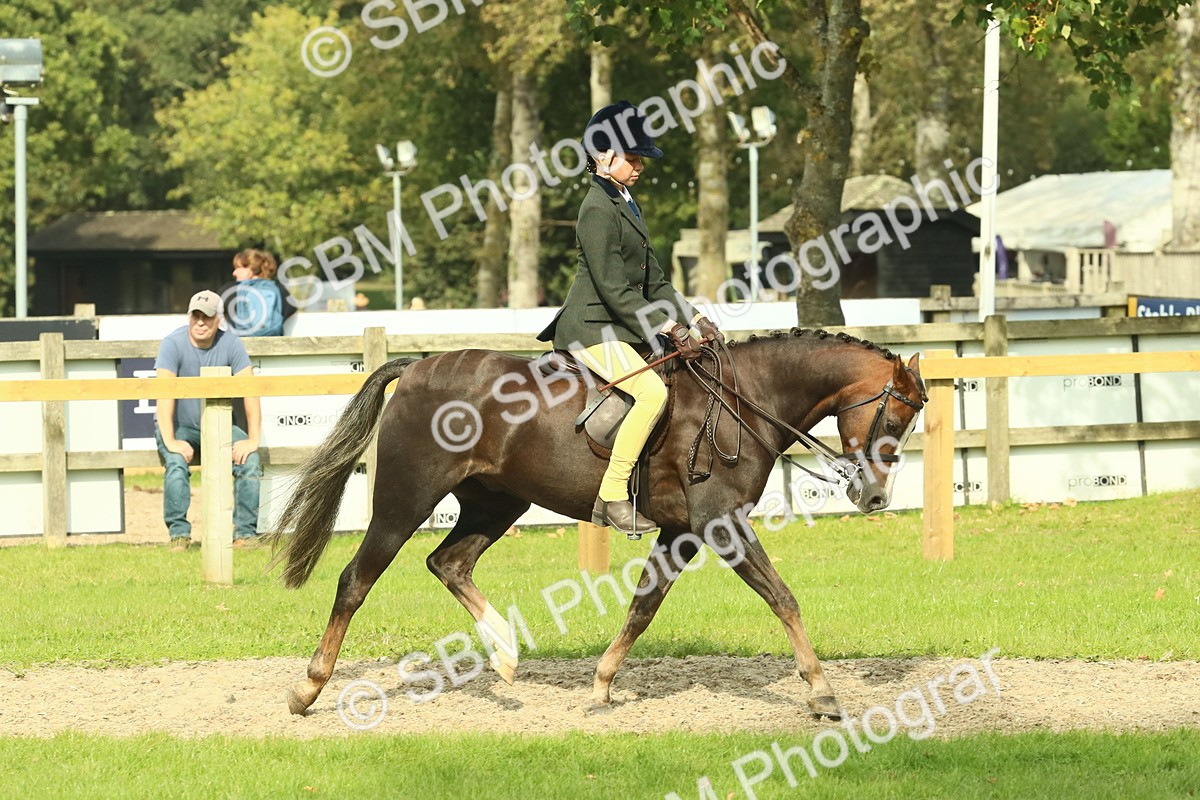 SBM_69030 - S58 - Mini Show Cob Ridden