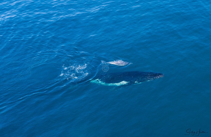 Humpback Baby 1