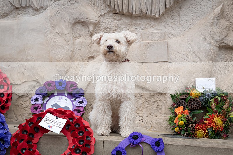 Z62_4706 - Animals In War Memorial 2025 - Park Lane, London