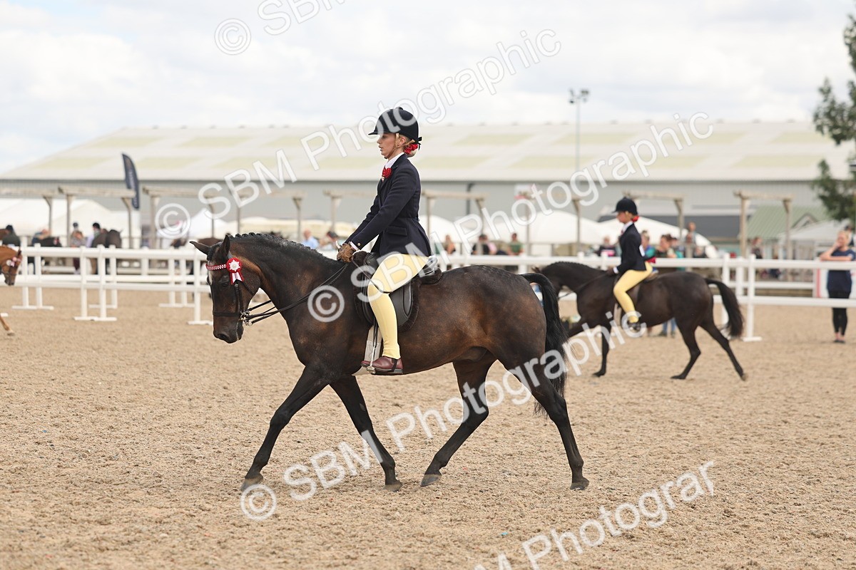 SBM_16005 - Class 311 - Ridden Show pony-Show hunter Pony
