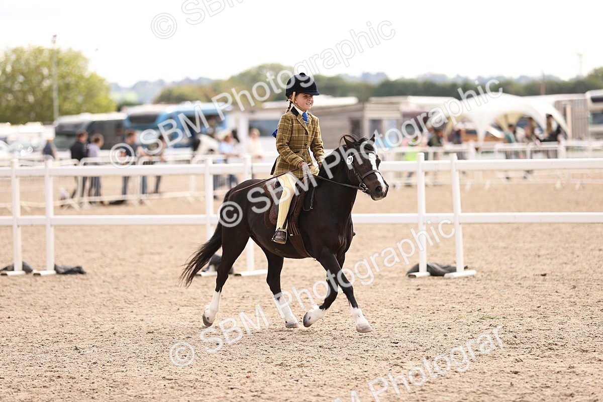 SBM_15964 - Class 416 - Prettiest Mare (IH or Ridden) Jnr