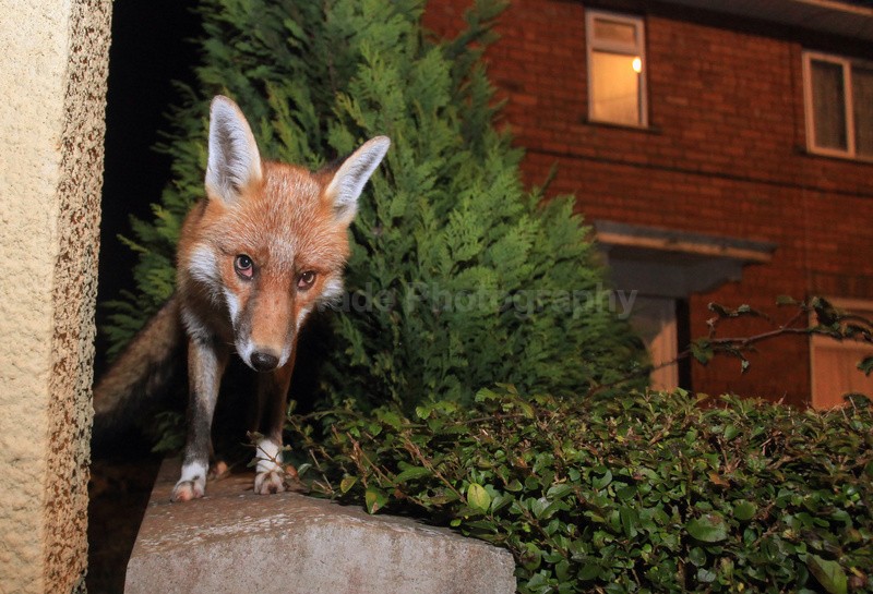 Bristol urban fox on a garden wall - Urban Foxes, Bristol, Great Britain