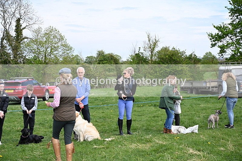 WJ6_9131 - Class 8 Best Working / Gun Dog or Bitch