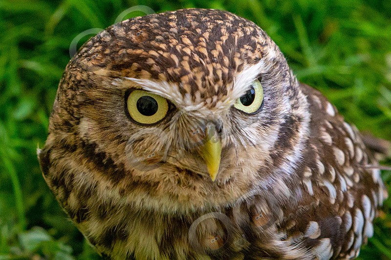 little owl  athena noctua-7262 - Owls of the World