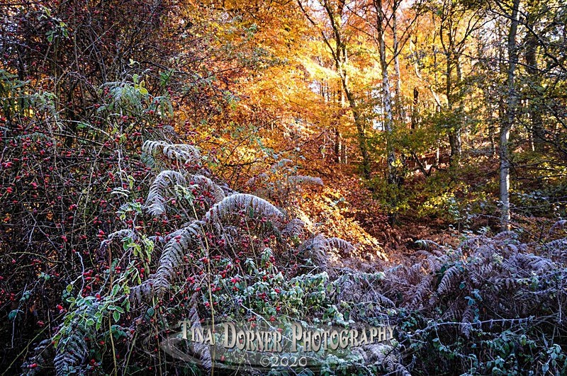 Autumn Forest of Dean. Tina Dorner Photography