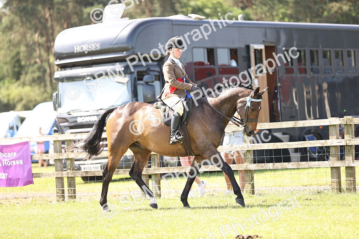 SBM_13091 - Class 75-76 LIHS BSHA Rising Star Hack Riding Horse