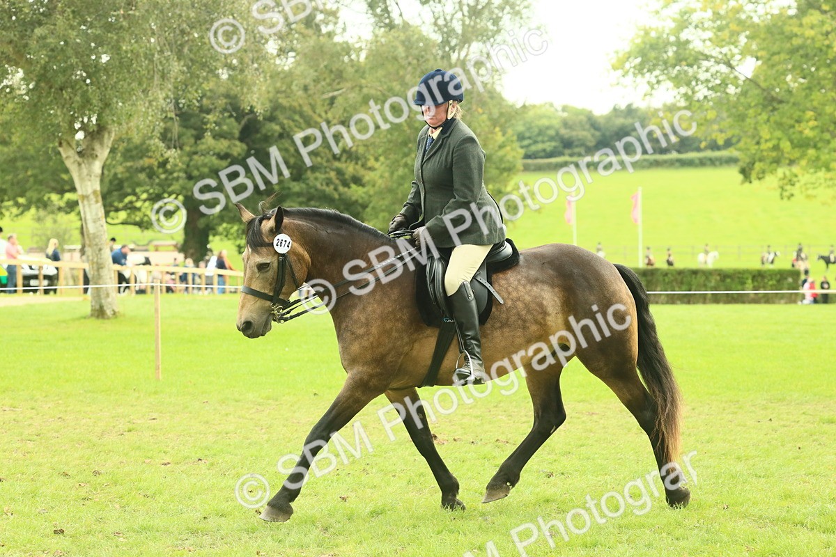SBM_71951 - S60 - Mountain & Moorland Ridden Large Breeds