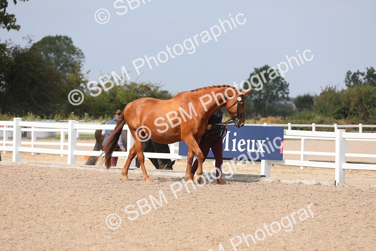 SBM_15658 - Class 312 IH Competition Horse/Pony