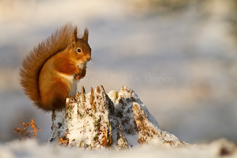 Snow Squirrel - wild and free