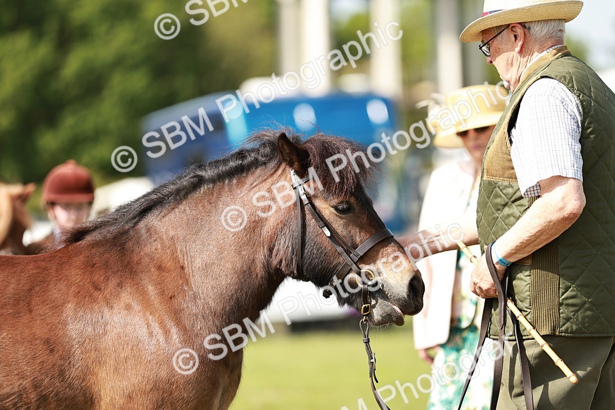 SBM_01837 - Class 14-23 - Mountain & Moorland In Hand Non Welsh