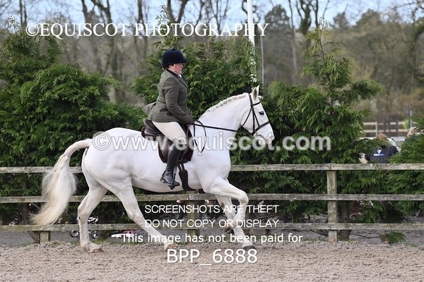 BPP_6888 - RING 1  (RIDDEN HORSES / IN HAND / VETERAN ETC)