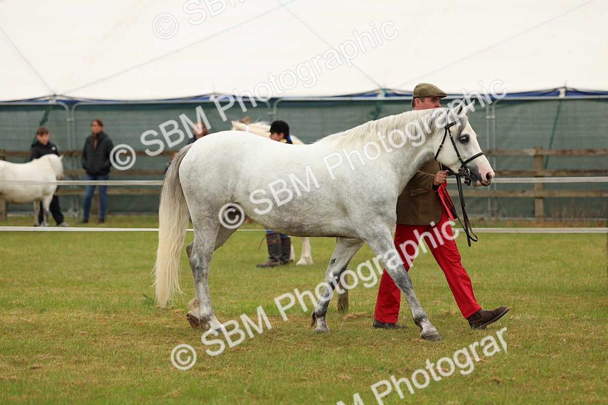 SBM_04268 - Class 64-67 - Shetland Pony In Hand