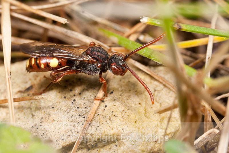 Nomada hirtipes (f) - Nomada hirtipes