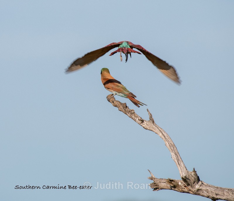  - South Africa Birds and Mammals
