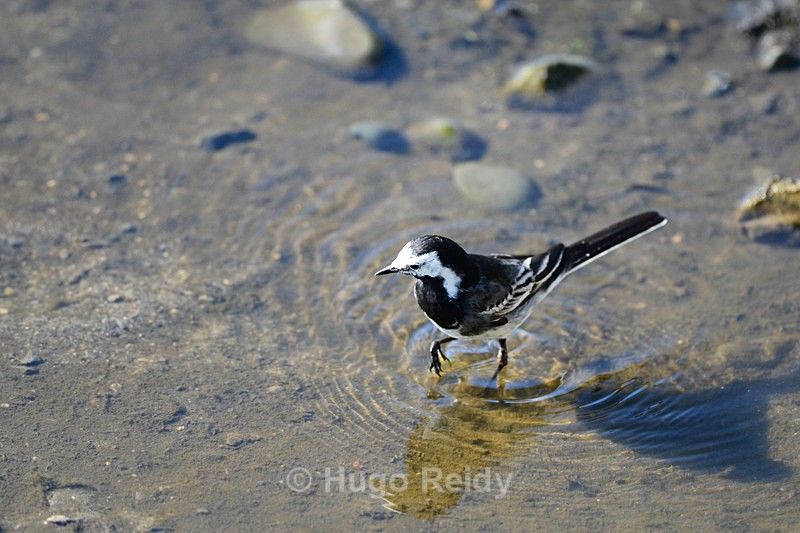  - Birds in the Wild
