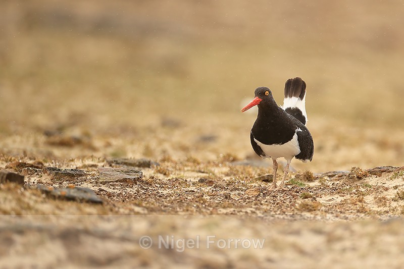 Magellanic Oystercatcher with cocked tail, Saunders Island, Falklands - Magellanic Oystercatcher